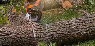 Best Tree Health Inspection  in Devon, PA