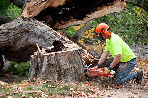  Devon, PA Tree Services Pros